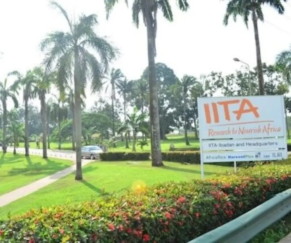IITA Careers 2024 Submit @www.iita.org Career Portal